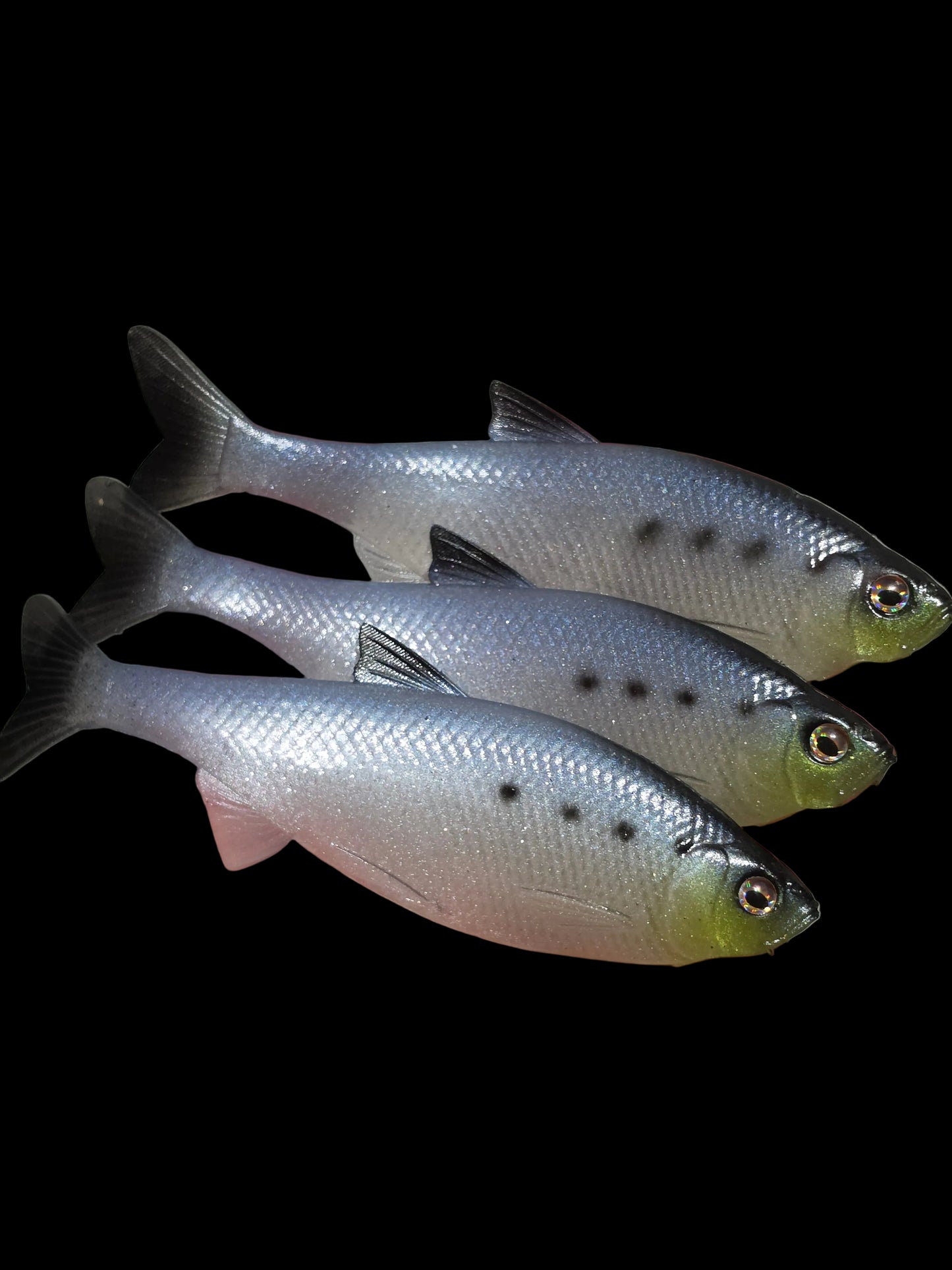 Insane Dying Shad (Sardine)
