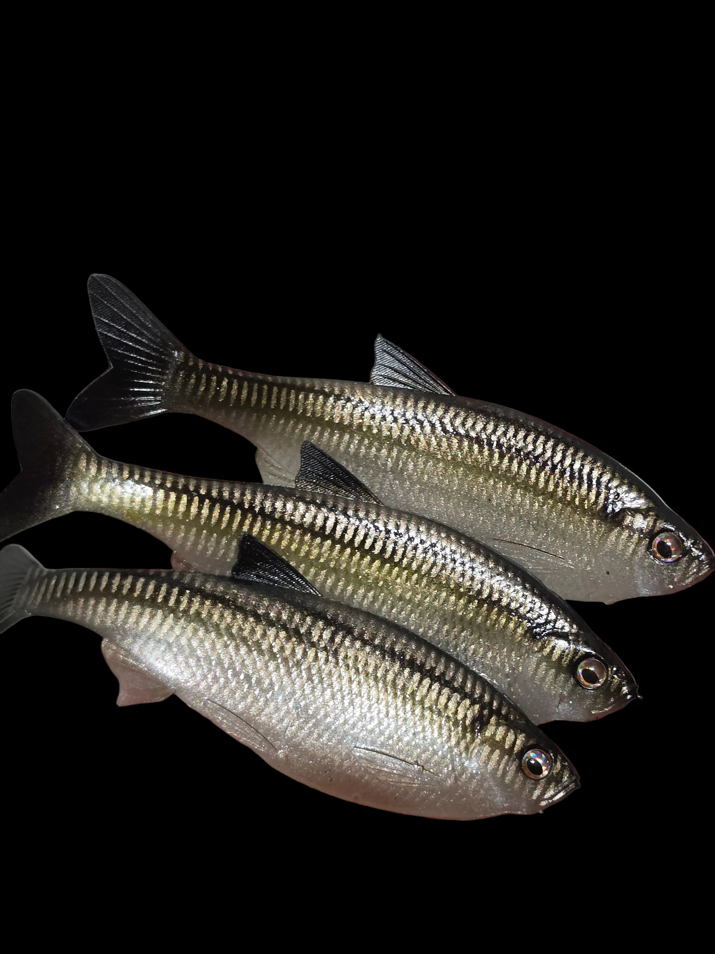 Insane Dying Shad (Silver Shad)