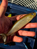 Wedgie6 Top Hook Jig- Ghost Minnow