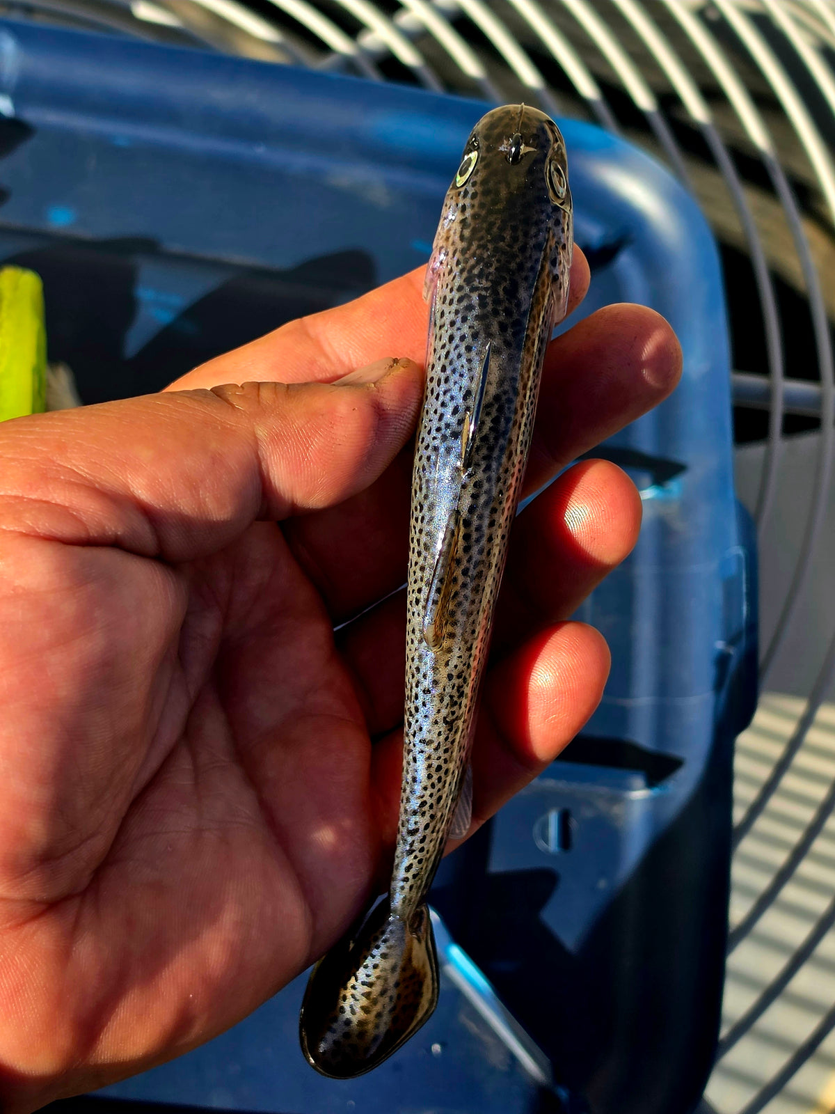 Wedgie6 Top Hook Jig- Neo Trout