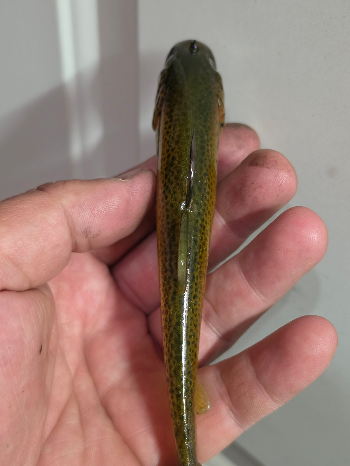 Wedgie6 Top Hook Jig- River Trout