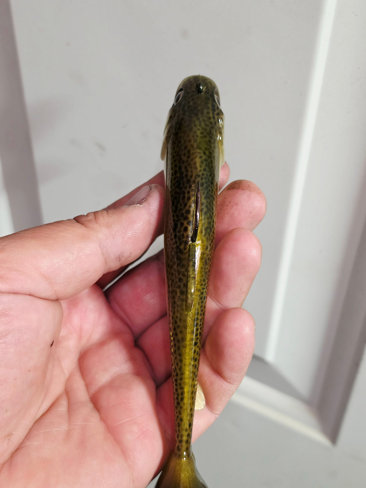 Wedgie6 Top Hook Jig- Bone Olive Trout