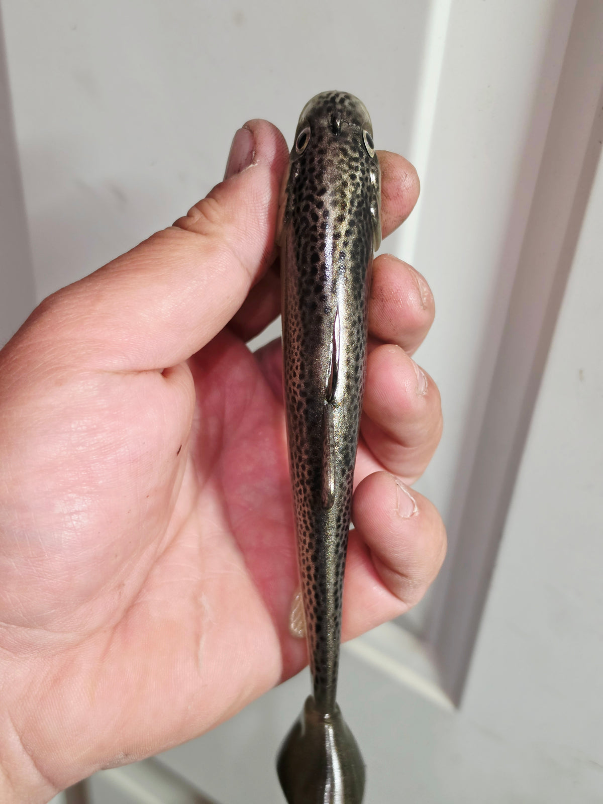 Wedgie6 Top Hook Jig- Bone Silver Trout