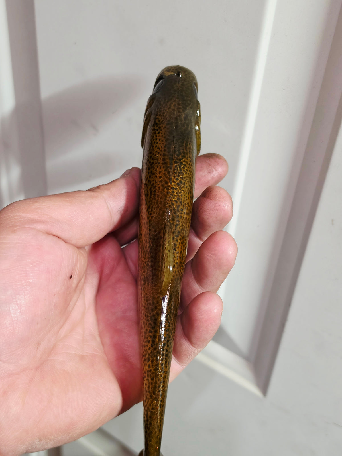Wedgie8 (Top Hook Treble)- Brownie