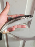 Wedgie8 (Top Hook Treble) Pearlized White Silver Trout