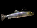 Wedgie6 gen2 (DK Trout)