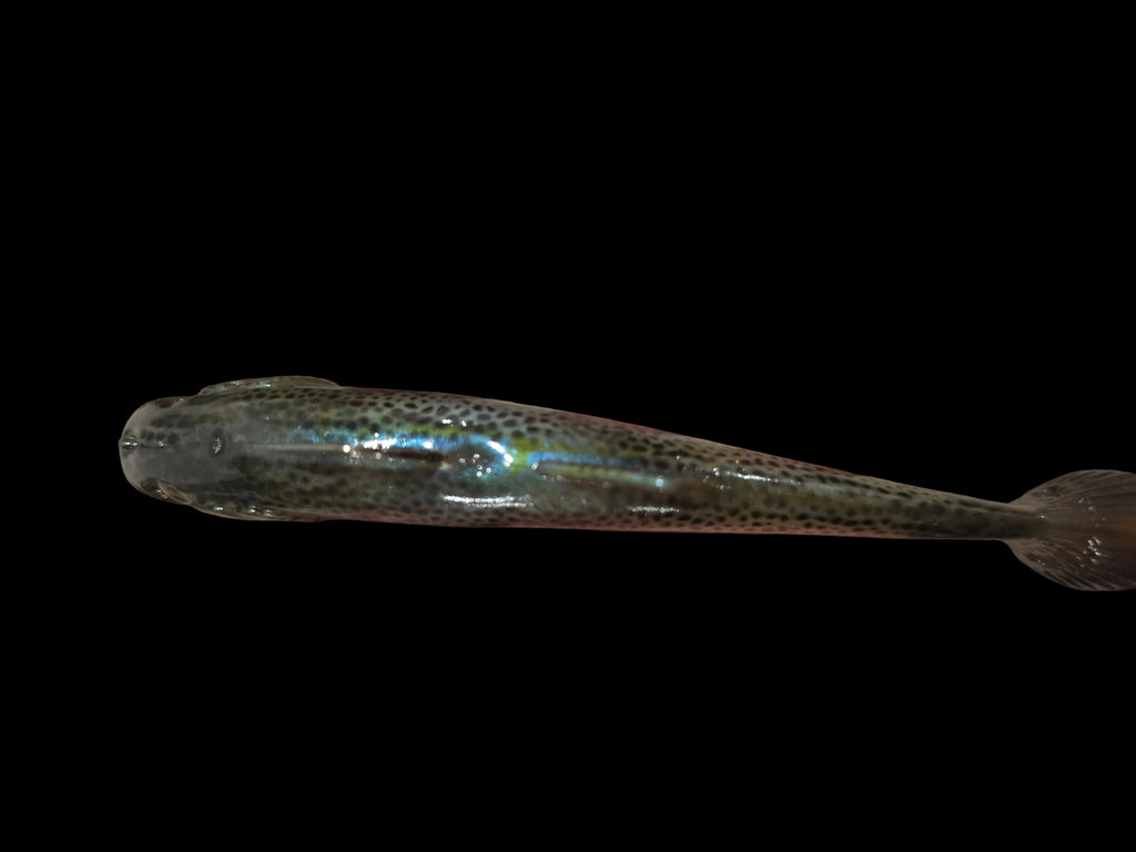 Wedgie6 gen2 (DK Trout)