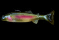 Crawling Creeper (Dinner Trout)