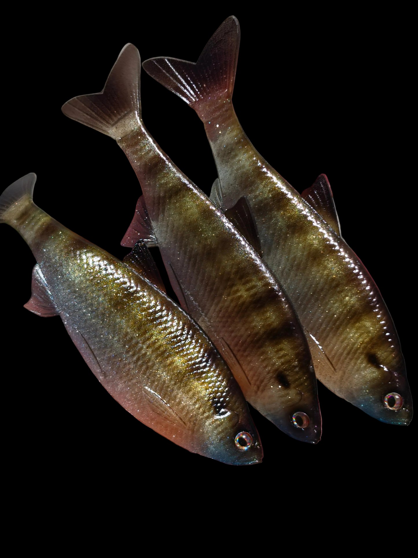 Insane Dying Shad (Ghost Gill)