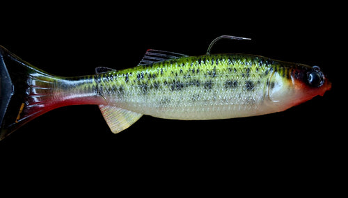 Crawling Creeper (Bloody Crappie)