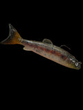 OG Special Wedgie68 (Juvenile Trout)