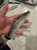 Wedgie8- Silver Trout (glitter)