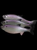 Insane Dying Shad (Lavender Shad)