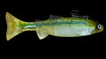Crawling Creeper (Clearlake Hitch) Top hook treble