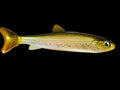 Wedgie8- Pinkless Trout