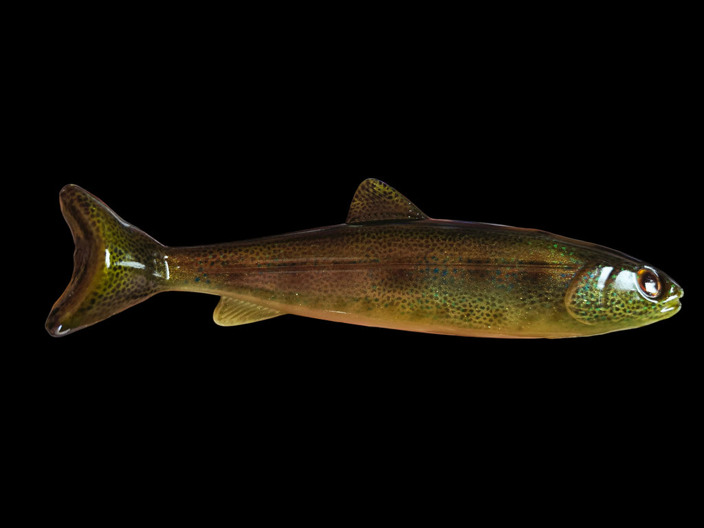 Wedgie8- Juvenile Native Trout