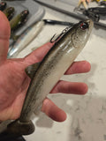 Wedgie8- Silver Trout