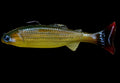 Crawling Creeper (Baby Carp)
