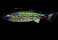 Crawling Creeper (Bloody Crappie)