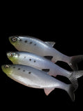 Insane Dying Shad (Sardine)