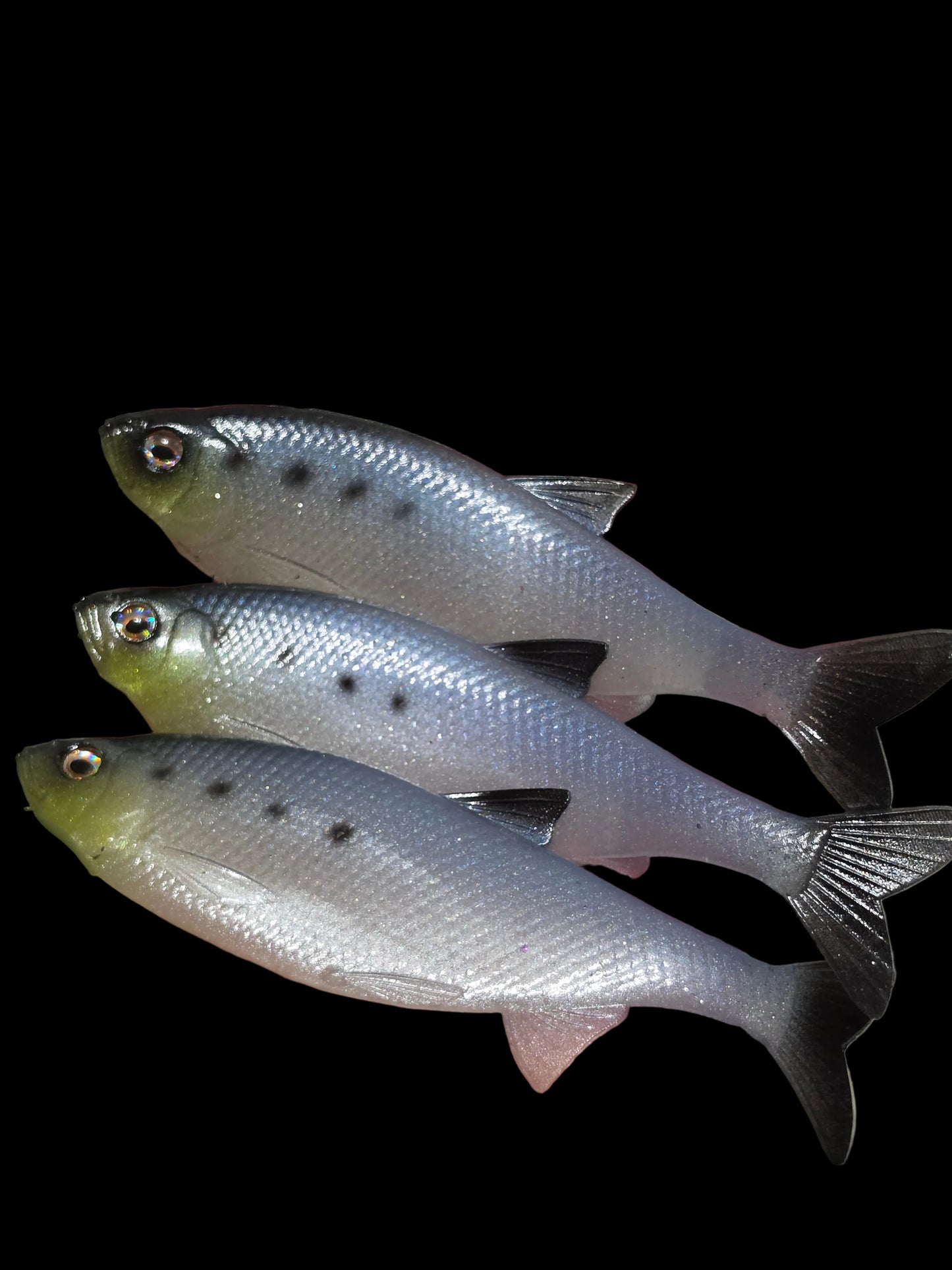Insane Dying Shad (Sardine)