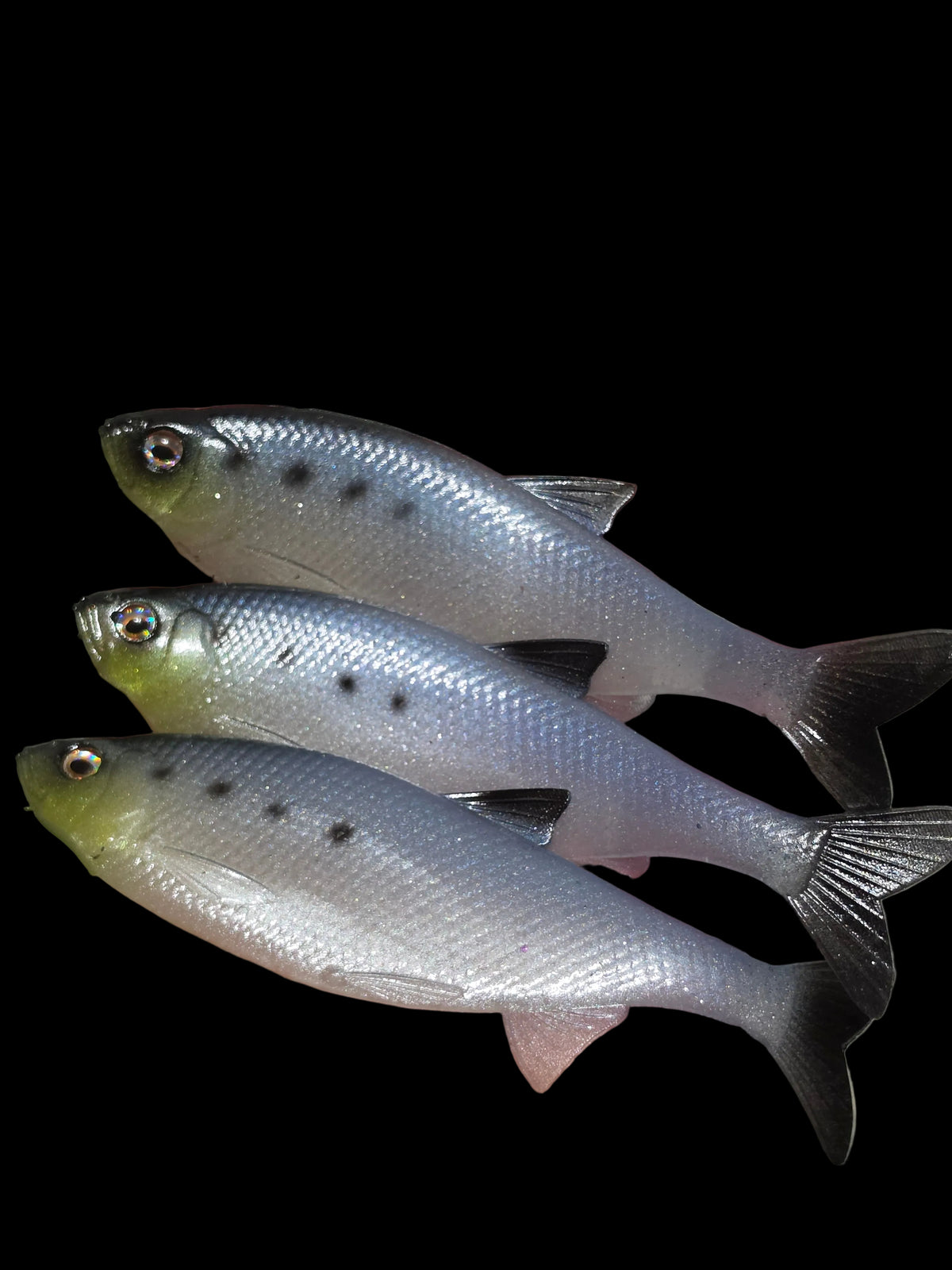 Insane Dying Shad (Sardine)