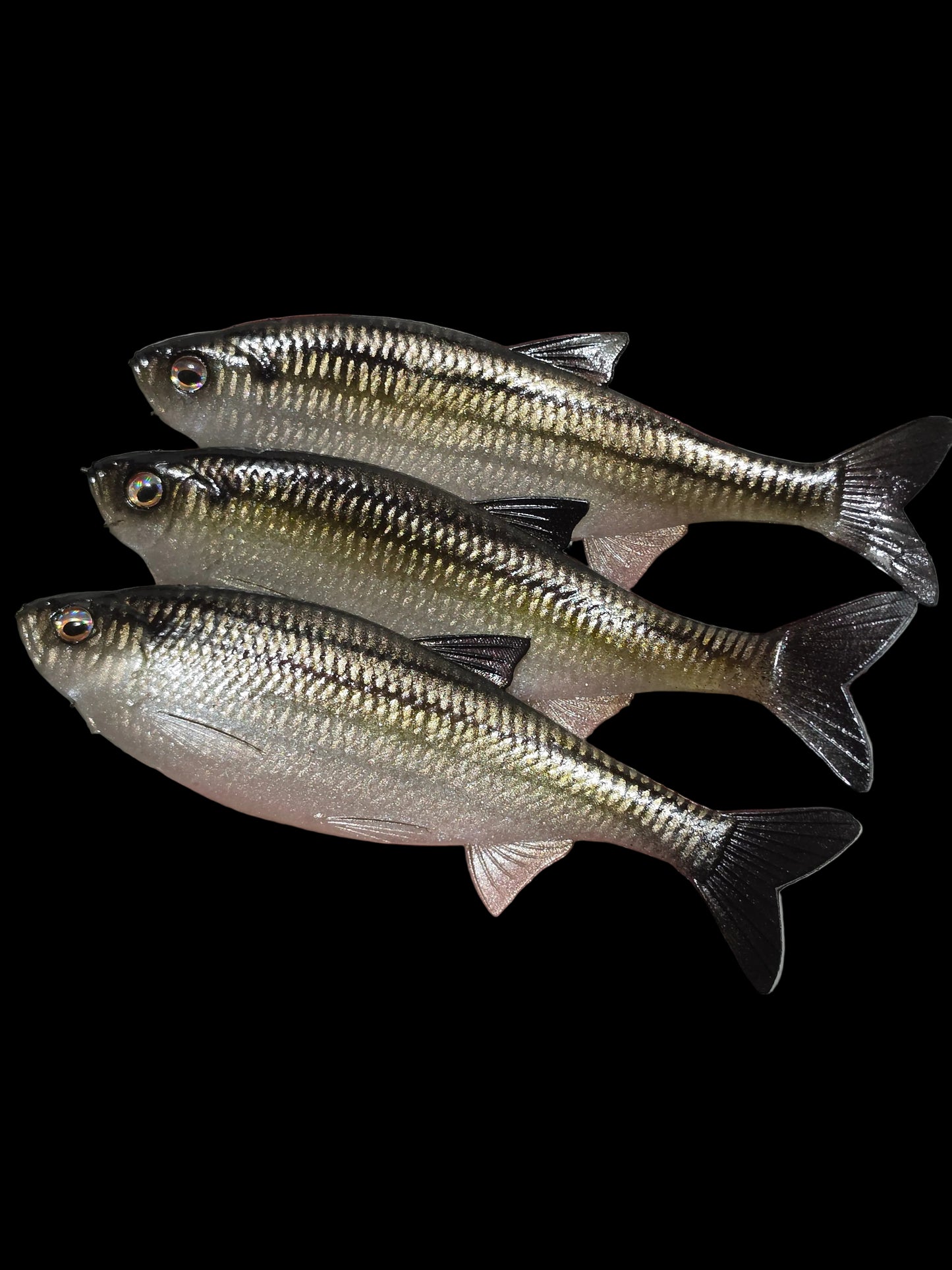 Insane Dying Shad (Silver Shad)
