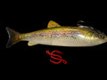 Wedgie8 (Light Rainbow)