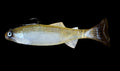 Crawling Creeper (Ghost Minnow) Top treble hook