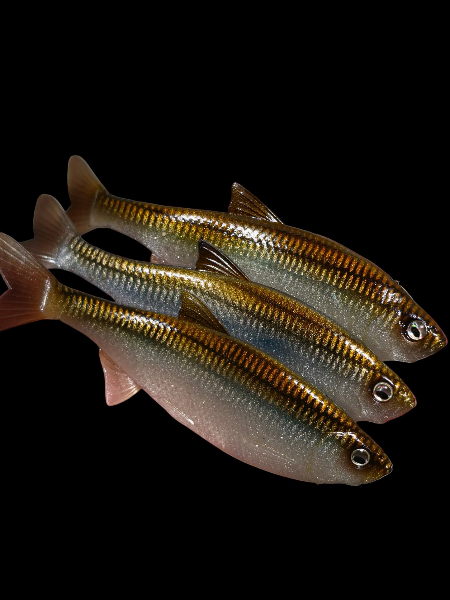 Insane Dying Shad (HD Minnow)