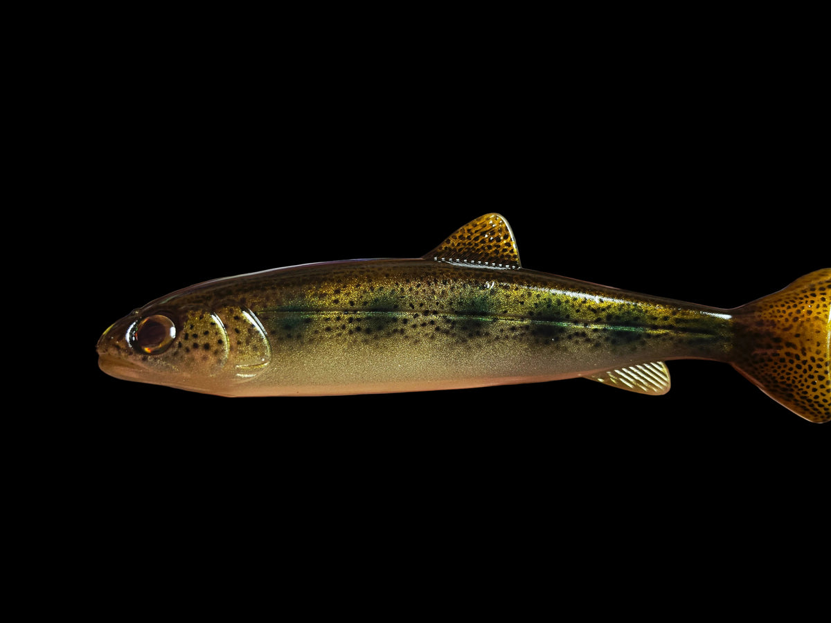 Wedgie8- Juvenile river trout