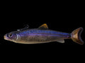 Wedgie8- Neo Trout