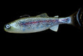 Crawling Creeper (NaturalTrout)