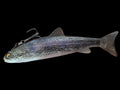 Wedgie6 gen2 (DK Trout) Treble hook top