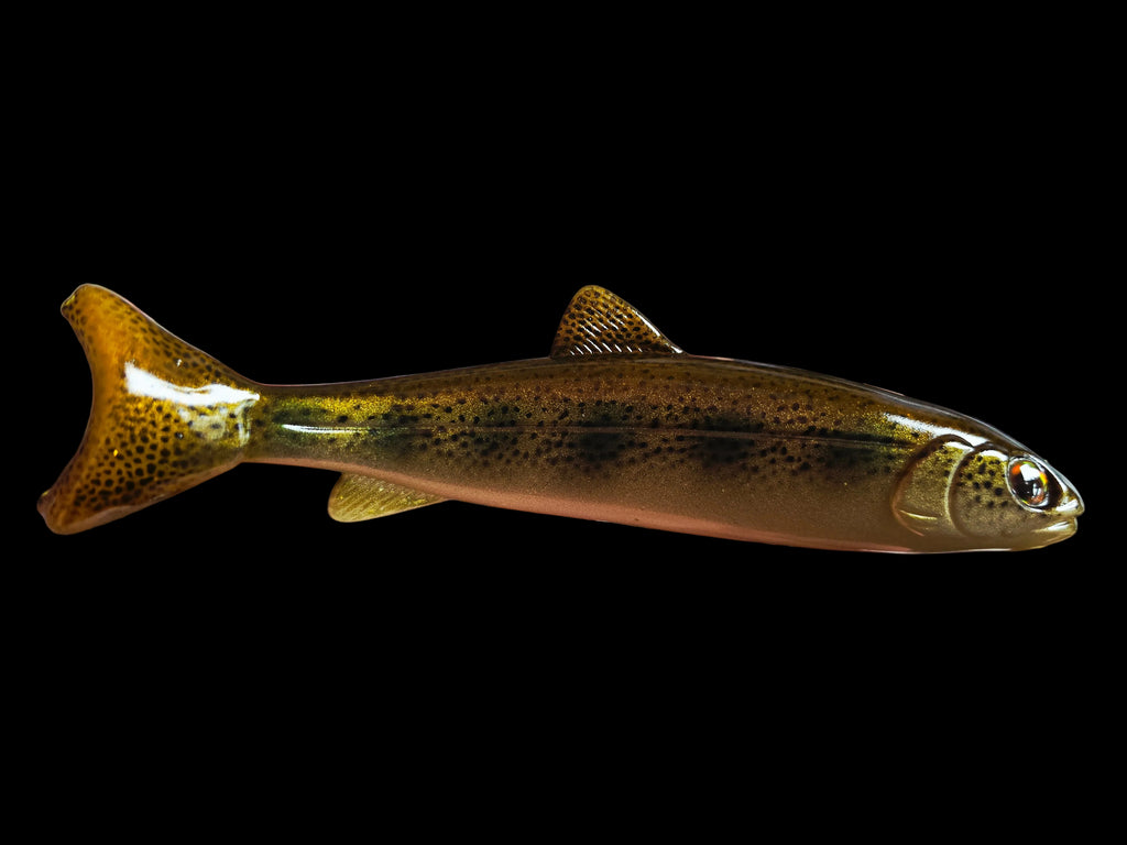 Wedgie8- Juvenile river trout