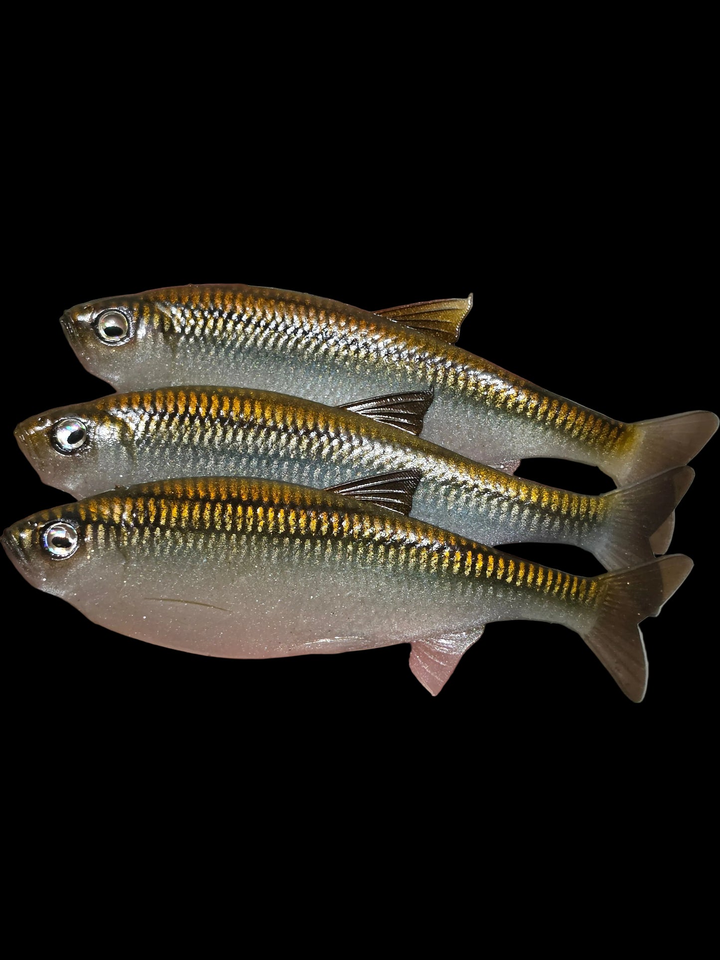 Insane Dying Shad (HD Minnow)