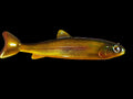 Wedgie8- Golden Trout