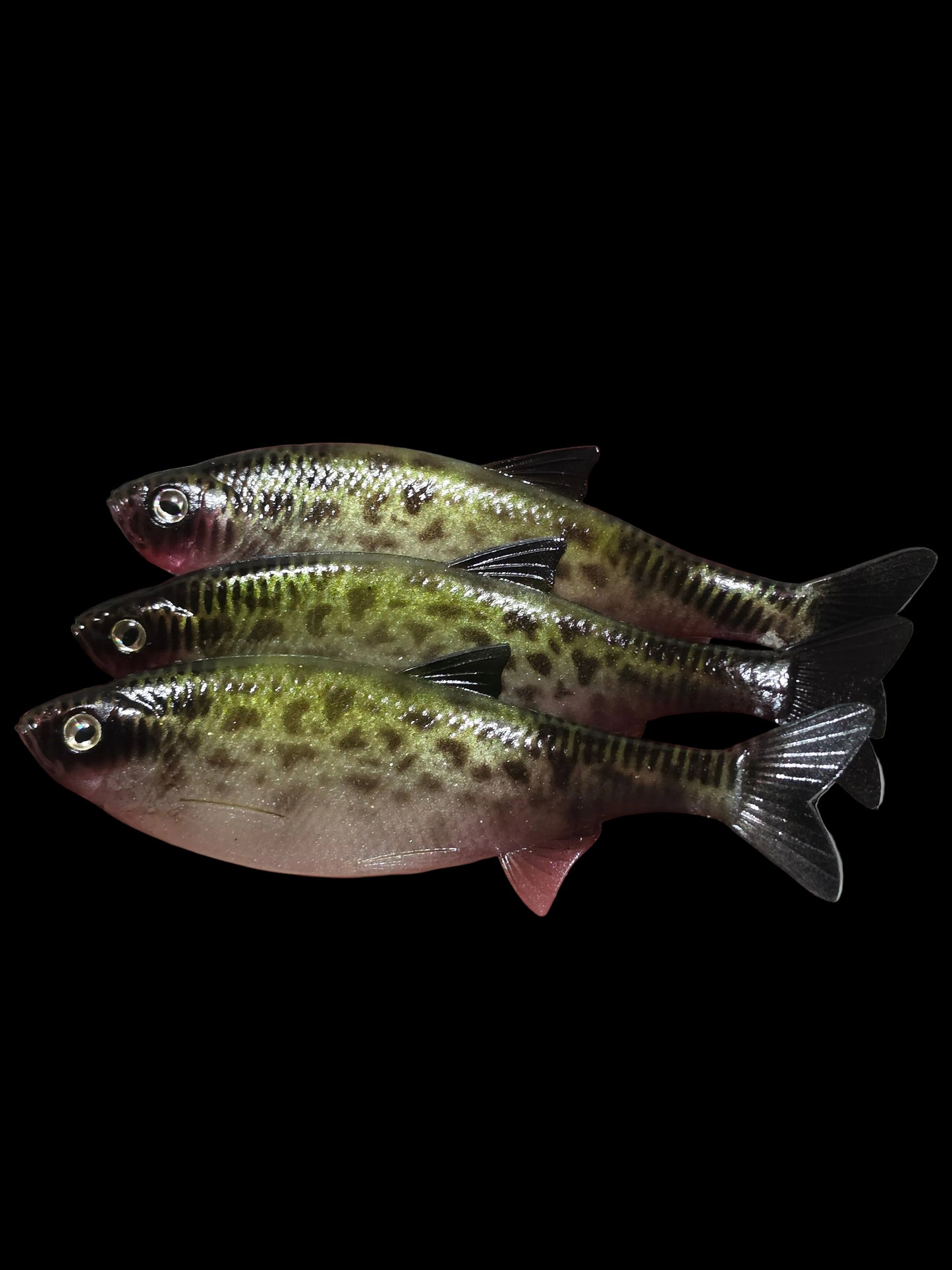 Insane Dying Shad (Bleeding Crappie)