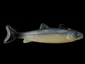 Wedgie8- Silver Trout