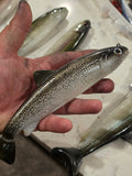 Wedgie8- Silver Trout