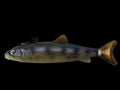 Wedgie8- SCL Rainbow Natural